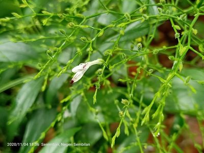 Andrographis paniculata, photographed by Ong Jyh Seng