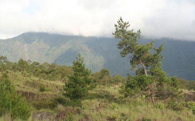 Pinus merkusii, photographed by Oleg Kosterin
