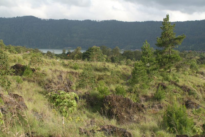 Pinus merkusii, photographed by Oleg Kosterin