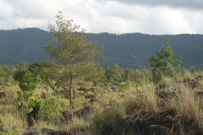 Pinus merkusii, photographed by Oleg Kosterin