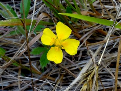 Potentilla anglica, photographed by derek_onley