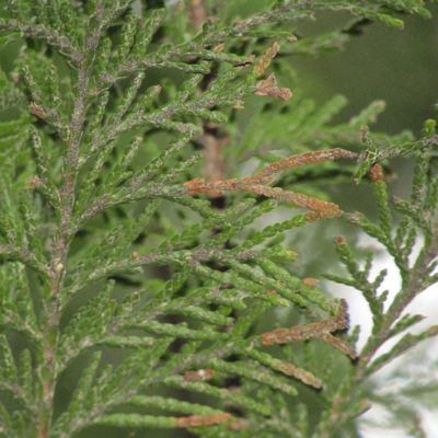Chamaecyparis lawsoniana, photographed by wild_wind