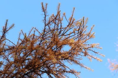 Larix kaempferi, photographed by Se Lena