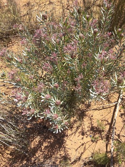 Leucadendron sheilae, photographed by Danwill Beukes