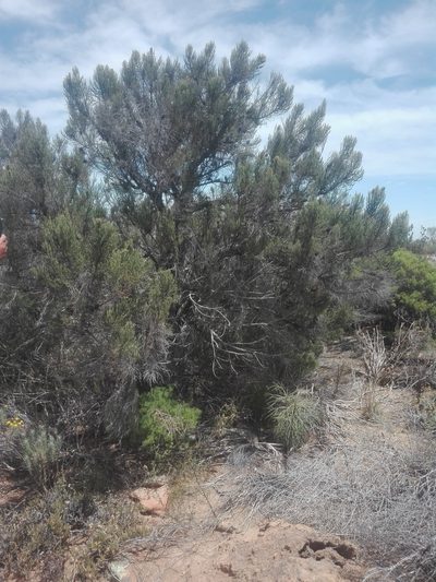 Cliffortia dichotoma, photographed by Danwill Beukes