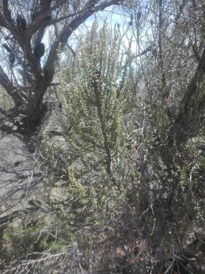 Cliffortia dichotoma, photographed by Danwill Beukes