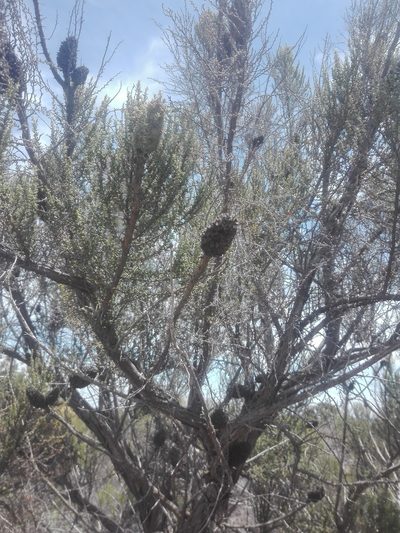 Cliffortia dichotoma, photographed by Danwill Beukes