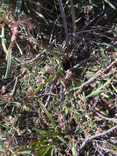Lasiopetalum baueri, photographed by Miguel de Salas