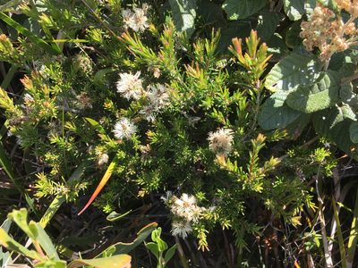 Melaleuca ericifolia, photographed by Miguel de Salas