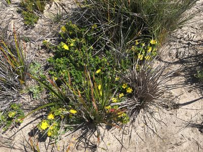 Hibbertia sericea, photographed by Miguel de Salas