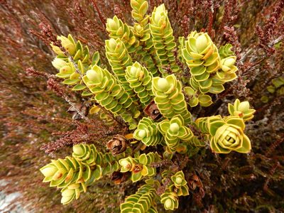 Veronica venustula, photographed by Kate McAlpine