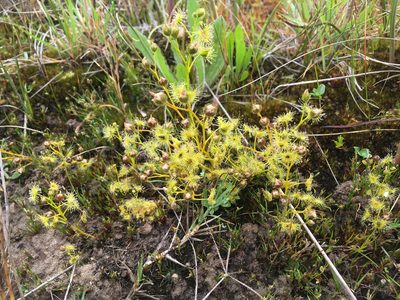 Drosera hookeri, photographed by Miguel de Salas