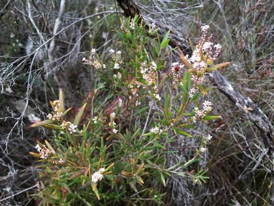 Leucopogon australis, photographed by Miguel de Salas