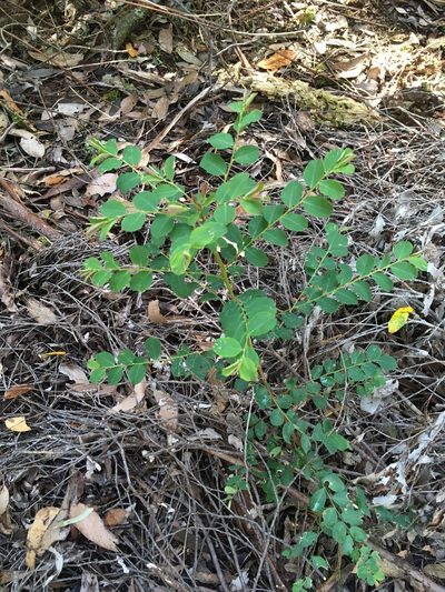Phyllanthus gunnii, photographed by Miguel de Salas