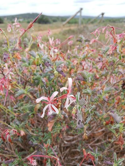 Pelargonium acetosum, photographed by Christiaan Viljoen