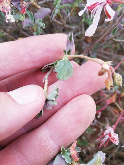 Pelargonium acetosum, photographed by Christiaan Viljoen