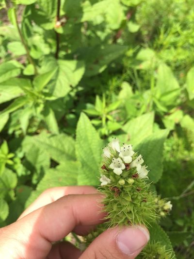 Lepechinia caulescens, photographed by Mariana Yuste Ramírez