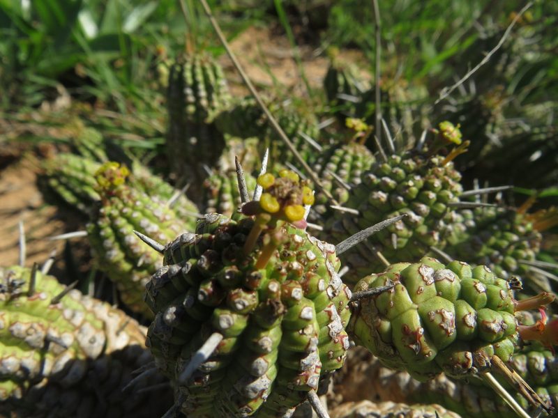Euphorbia mammillaris, photographed by James Deacon