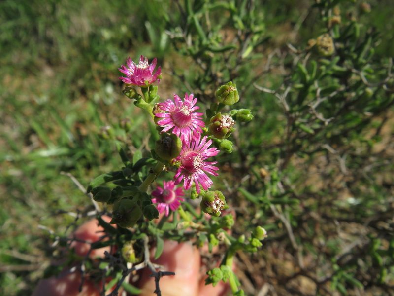 Mestoklema albanicum, photographed by James Deacon
