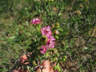 Mestoklema albanicum, photographed by James Deacon