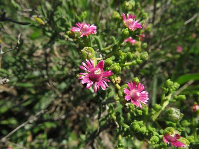 Mestoklema albanicum, photographed by James Deacon