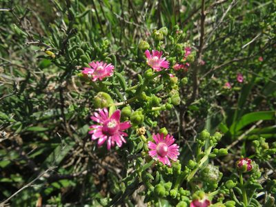 Mestoklema albanicum, photographed by James Deacon