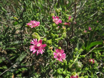 Mestoklema albanicum, photographed by James Deacon