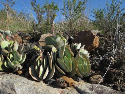 Crassula cotyledonis, photographed by James Deacon