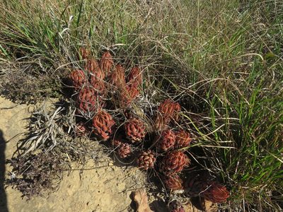 Haworthiopsis coarctata, photographed by James Deacon