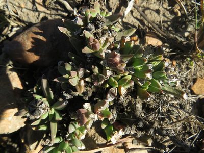 Corpuscularia britteniae, photographed by James Deacon