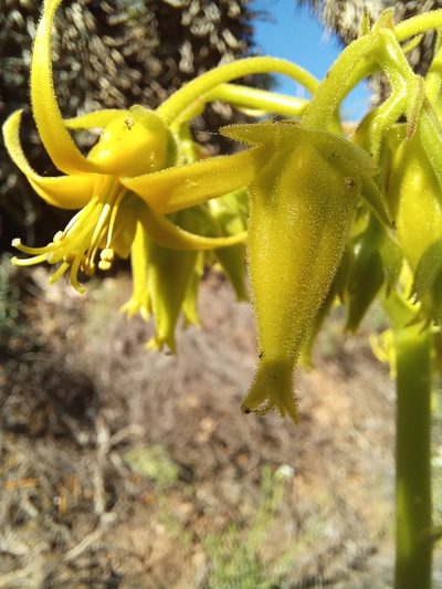 Cotyledon cuneata, photographed by kevin koen