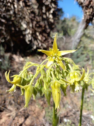 Cotyledon cuneata, photographed by kevin koen
