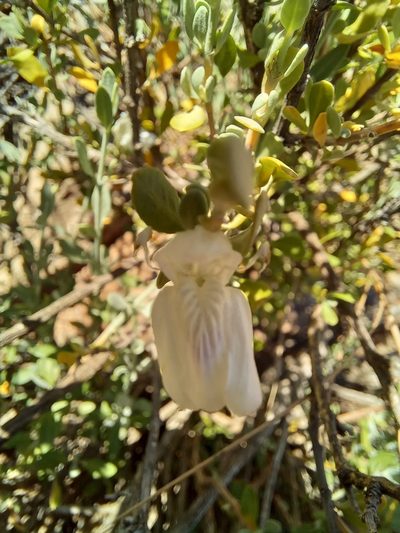 Pogonospermum robustum, photographed by kevin koen