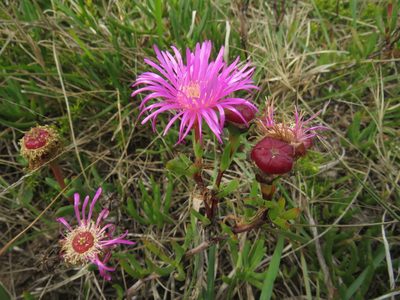 Lampranthus lavisii, photographed by James Deacon