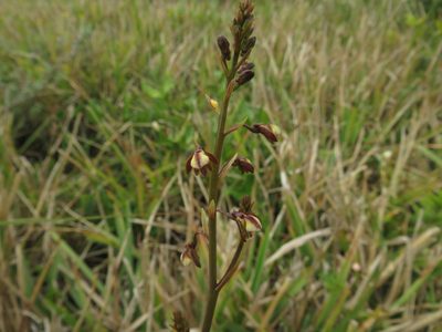 Eulophia cochlearis, photographed by James Deacon