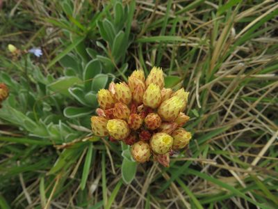 Helichrysum appendiculatum, photographed by James Deacon