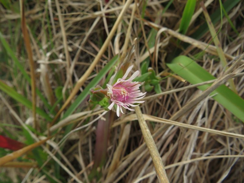 Delosperma brevipetalum, photographed by James Deacon