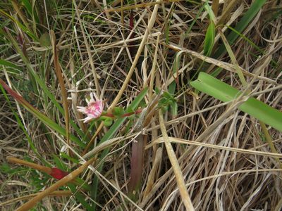 Delosperma brevipetalum, photographed by James Deacon