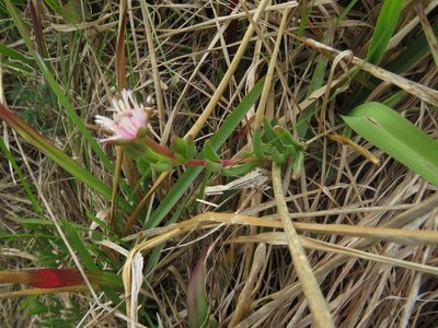 Delosperma brevipetalum, photographed by James Deacon