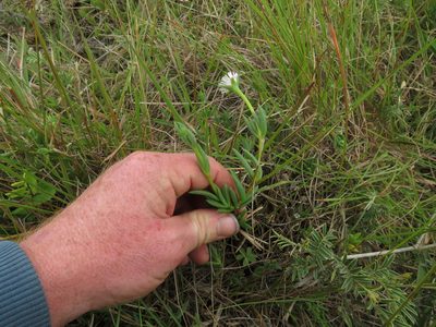Delosperma brevipetalum, photographed by James Deacon