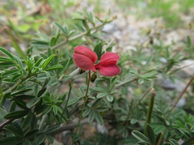 Indigofera punctata, photographed by James Deacon
