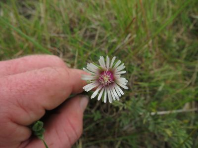 Delosperma brevipetalum, photographed by James Deacon