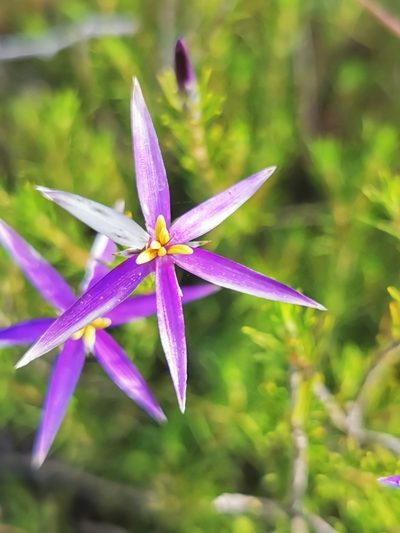 Calectasia intermedia, photographed by Richard Dimon