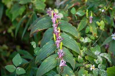Tricyrtis hirta, photographed by WATANABE Hitoshi 渡辺仁