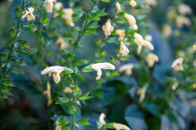 Salvia nipponica, photographed by WATANABE Hitoshi 渡辺仁