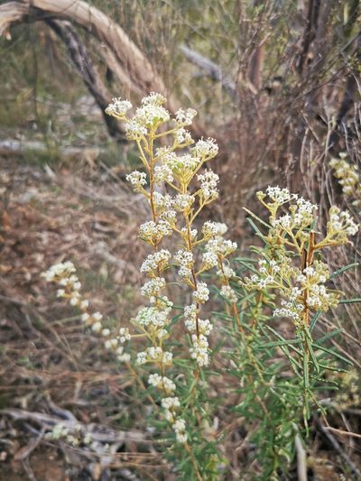 Astrotricha asperifolia, photographed by Richard Dimon