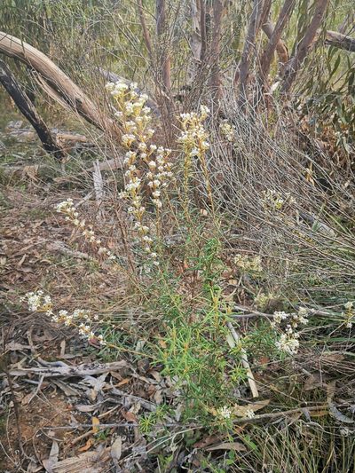 Astrotricha asperifolia, photographed by Richard Dimon