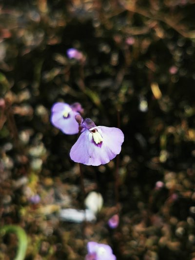 Utricularia grampiana, photographed by Richard Dimon