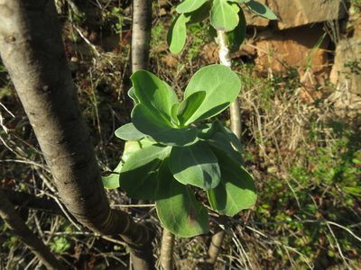 Othonna triplinervia, photographed by James Deacon