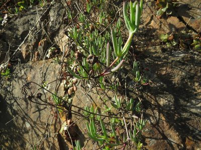 Lampranthus stayneri, photographed by James Deacon